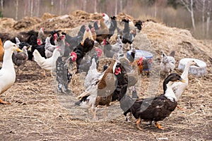 Group of geese, roosters and hens walking around yard and garden