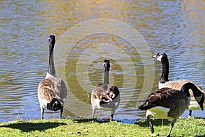 Group of Geese on the Shore of a Pond