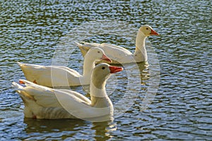 Group of Geese Swimming at Lake