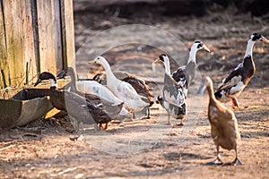 Group of geese walking around yard and garden