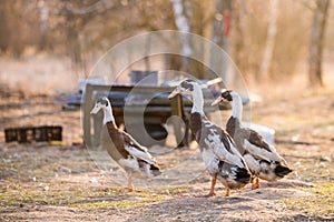 Group of geese walking around yard and garden