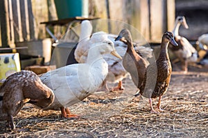 Group of geese walking around yard and garden