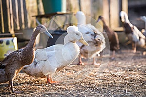 Group of geese walking around yard and garden