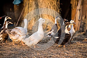 Group of geese walking around yard and garden