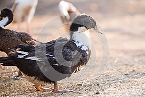 Group of geese walking around yard and garden