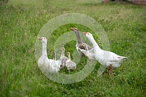 Group of geese walking on the grass, countryside