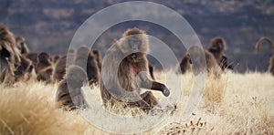 Group of Gelada baboons feeding, Theropithecus gelada, in Ethiopia photo