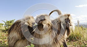 Group of Gelada monkeys grooming in Simien mountains