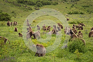 Group of Gelada Monkeys in the Simien Mountains, Ethiopia