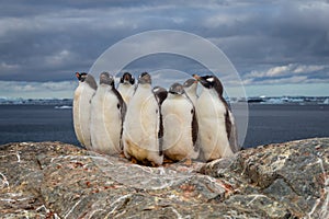 Group of Gentoo baby chick penguins on the stone nest in Antarctica on the dark sky background, Antarctic peninsula.