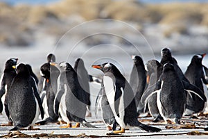 Group of Gentoo Penguin (Pygoscelis papua) together on a beach.