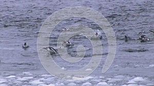 Group of gentoo penguin that swims across the ocean towards the shore