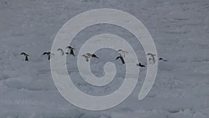 Group of gentoo penguin which goes through the hummocks on the ice of the frozen ocean