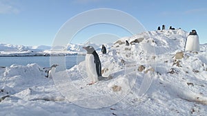 Group Gentoo Penguins Builds Nests and Hatches Eggs in Antarctica.