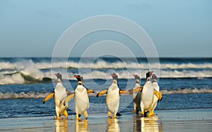 Group of Gentoo penguins coming from Atlantic ocean