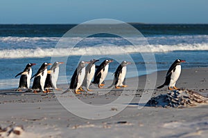 Group of Gentoo Penguins (Pygoscelis papua) on the beach