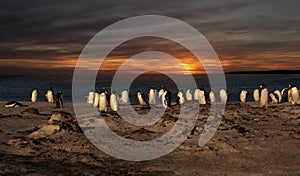 A group of gentoo penguins on a sandy beach at sunset