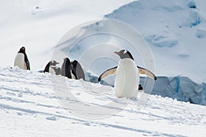 Group of Gentoo penguins on snow, Antarctic peninsula.