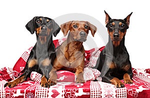 Group of German Pinchers lying under a blanket photo