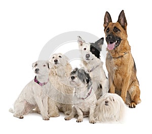 Group of german shepherd, border collie and some c