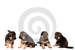 Group of German shepherd puppies on white background