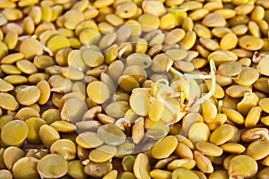 Group of germinate lentil on lentil background, health food, leg