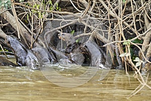 Group of giant river otter, Pteronura brasiliensis, feasting on fish in the Cuiaba River, Pantanal, Brazil