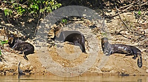 A group of giant river otters Pteronura brasiliensis, taking a sun bath, in Pantanal, Brazil