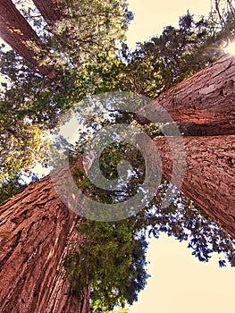 A group of giant sequoia trees in Sequoia National Park - California