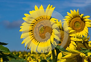 Group of Giant Sunflowers and Blue Skies