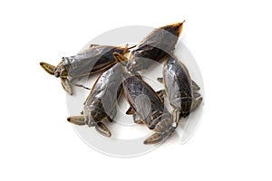 Group of Giant water bugs Lethocerus indicus