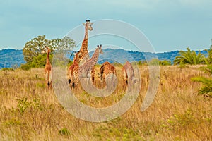 Group of Giraffe