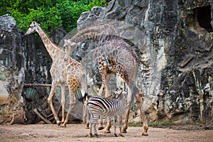 Group of giraffe (Giraffa camelopardalis) and Plains Zebras (Equus quagga)