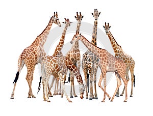 Group of giraffe isolated
