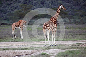 Group giraffe in National park of Kenya, Africa