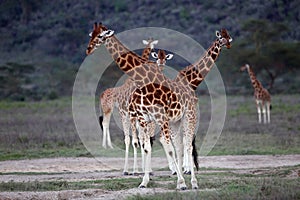 Group giraffe in National park of Kenya, Africa