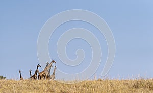Group of giraffe is seen at Masai Mara, Kenya,