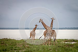 Group of Giraffe standing in the grass.