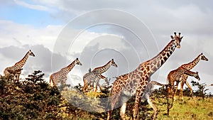 Group of giraffes in the African savannah . Serengeti National Park . Tanzania.