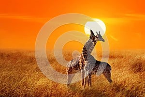 Group of giraffes against sunset in the Serengeti National Park. Africa.