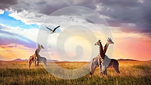 Group of giraffes and bird in the Serengeti National Park. Sunset cloudscape. African wild life