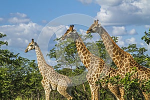 Group of giraffes in the bush in Kruger Park, South Africa