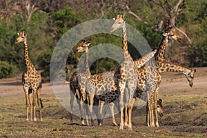 A group of giraffes at the chobe river bank