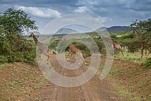 Group of giraffes crossing dirt road