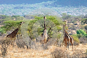 A group of giraffes are eating from acacia tree