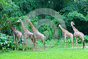 A group of giraffes are eating leaves in the zoo