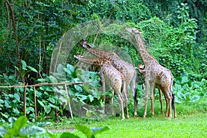A group of giraffes are eating leaves in the zoo
