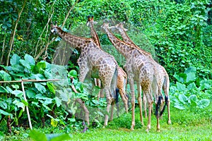 A group of giraffes are eating leaves in the zoo
