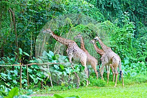 A group of giraffes are eating leaves in the zoo