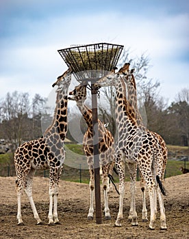 Group of giraffes enjoying their meal from a metal feeder.